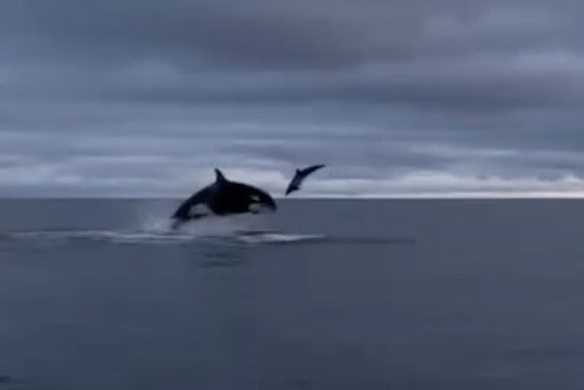 Best Selling Products orcas-hunting-smaller-dolphins Orcas Take Turns Head-Butting Smaller Dolphin in Brutal Video Blog  