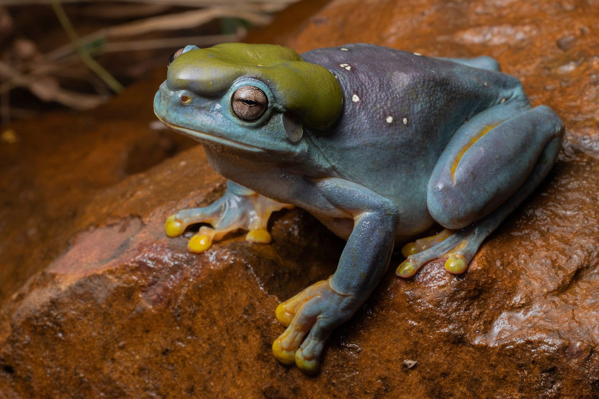 Best Selling Products rare-blue-mutation-magnificent-tree-frog Uncommon Blue Mutation in Frog Presumably a First for Science Blog  