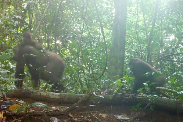 rare gorillas with babies trail cam