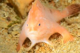 rare pink handfish