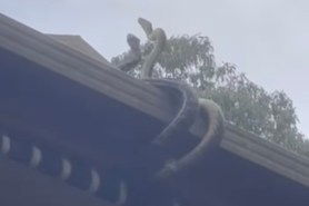 snakes fighting on a roof australia