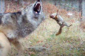 squirrel vs. wolf pup