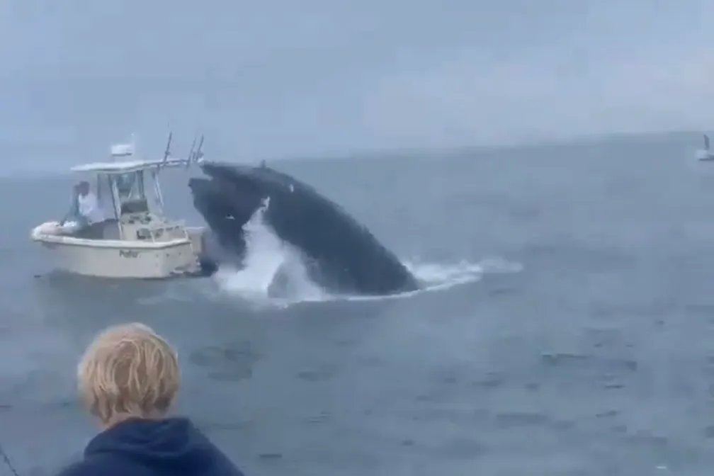 Viral Video: Whale Capsizes Boat off New Hampshire Coast - Just Day