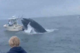whale capsizes boat