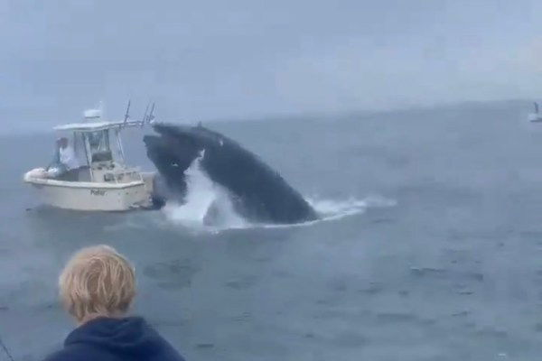 whale capsizes boat