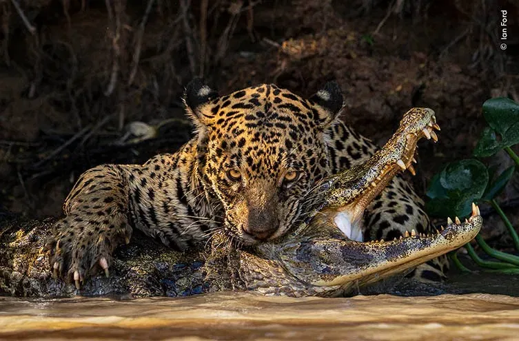 Best Selling Products Deadly-Bite-by-Ian-Ford Beautiful Images From the Wildlife Photographer of the Yr Shortlist Blog  