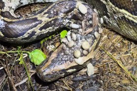 Florida Python covered in ticks