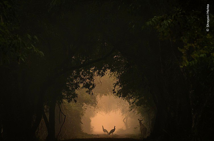 Best Selling Products In-the-Spotlight-by-Shreyovi-Mehta Beautiful Images From the Wildlife Photographer of the Yr Shortlist Blog  