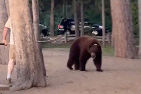 Man whacks bear with shovel