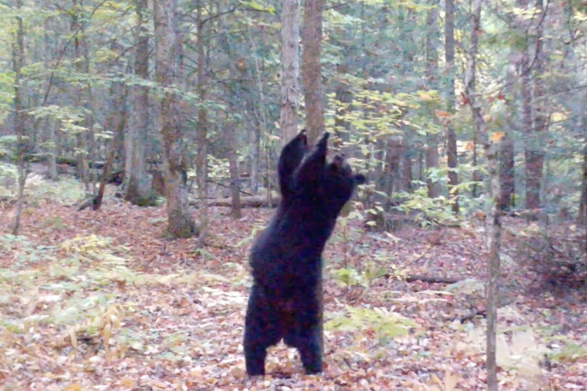 Best Selling Products black-bear-pole-dancing-trail-cam Path Cam Captures Burlesque Bear’s Attractive ‘Pole Dancing’ Routine Blog  