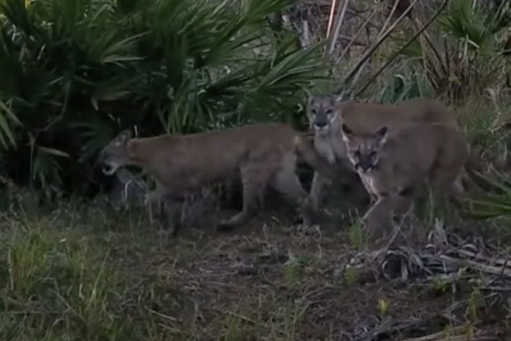 Best Selling Products broketail-florida-panther-and-cubs Meet Broketail the Florida Panther, ‘Everybody’s Favourite Warrior Cat’ Blog  