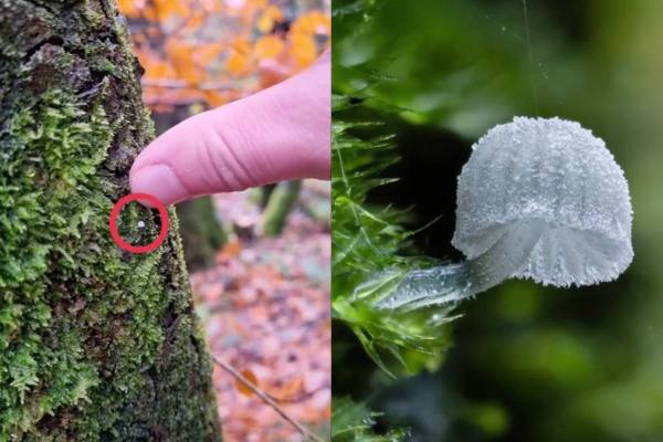 close-up photos of tiny mushrooms