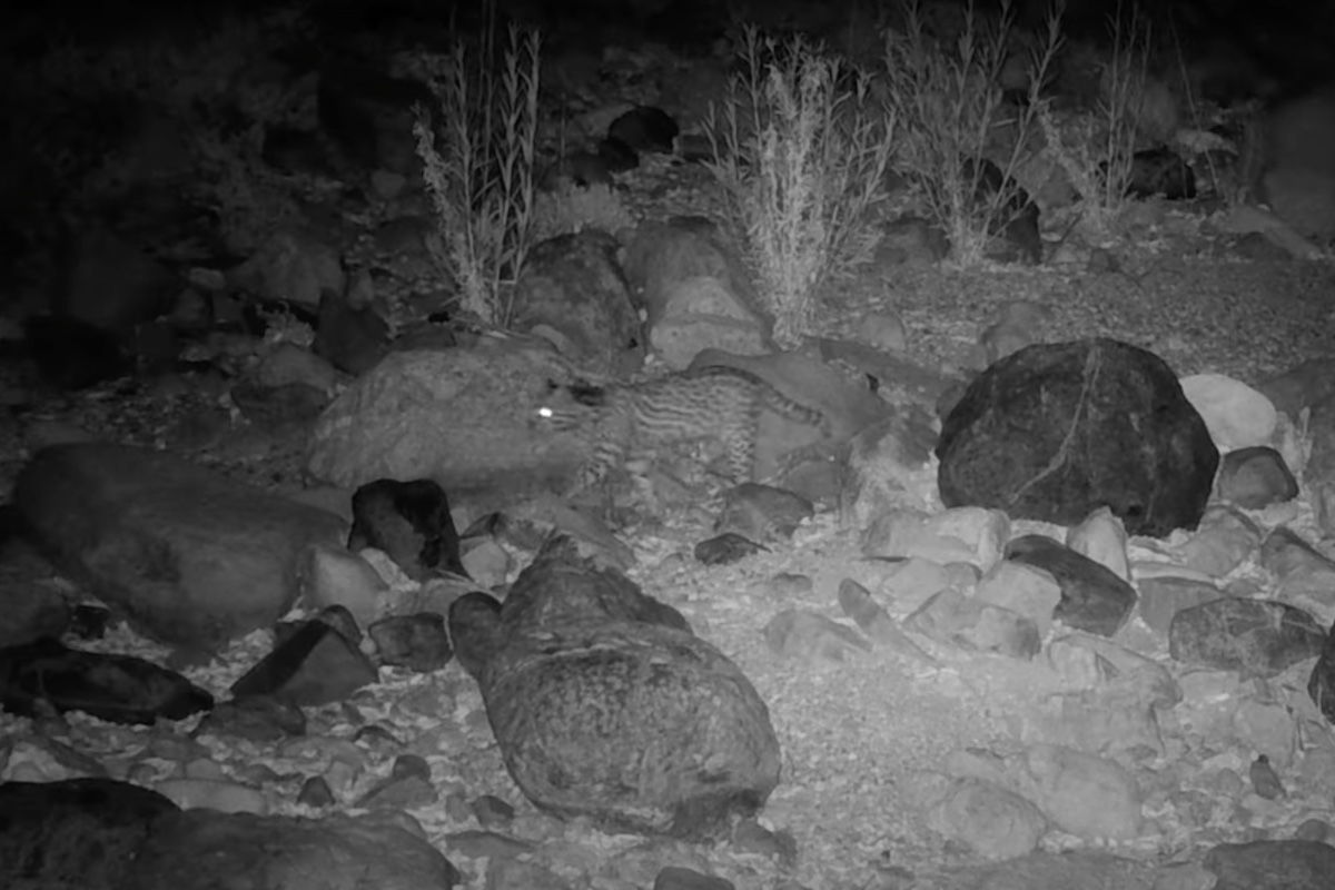 Best Selling Products elusive-ocelot-spotted-in-arizona Noticed on Path Cam: Uncommon, Elusive Animal Is a First in 50 Years Blog  