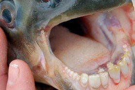 fish with human-like teeth