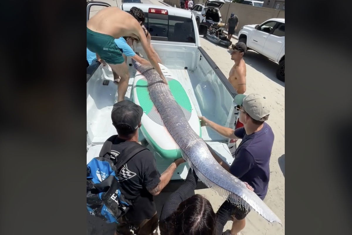 Best Selling Products giant-oarfish-earthquake Gigantic ‘Doomsday Fish’ Surfaces Day Earlier than Earthquake Blog  