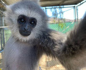 gibbon monkey selfie