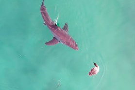 great white shark vs boss bird