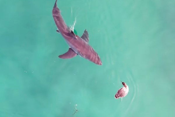 great white shark vs boss bird