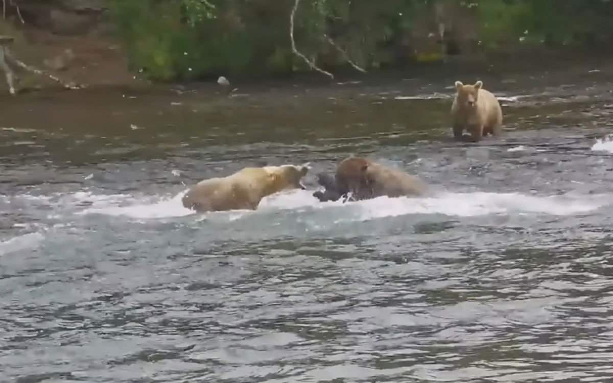 Best Selling Products grizzly-attacks-cub-on-livestream-Katmai-Alaska Livestream Viewers Horrified As Grizzly Bear Assaults Cub in Katmai Blog  