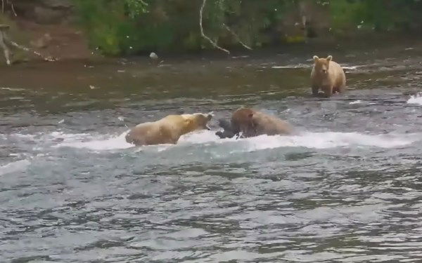 grizzly attacks cub on livestream Katmai Alaska