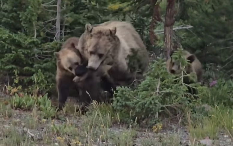 Best Selling Products grizzly-bear-family-fight WATCH: Grizzly Bear Household Fights over a Meal in Viral Video Blog  