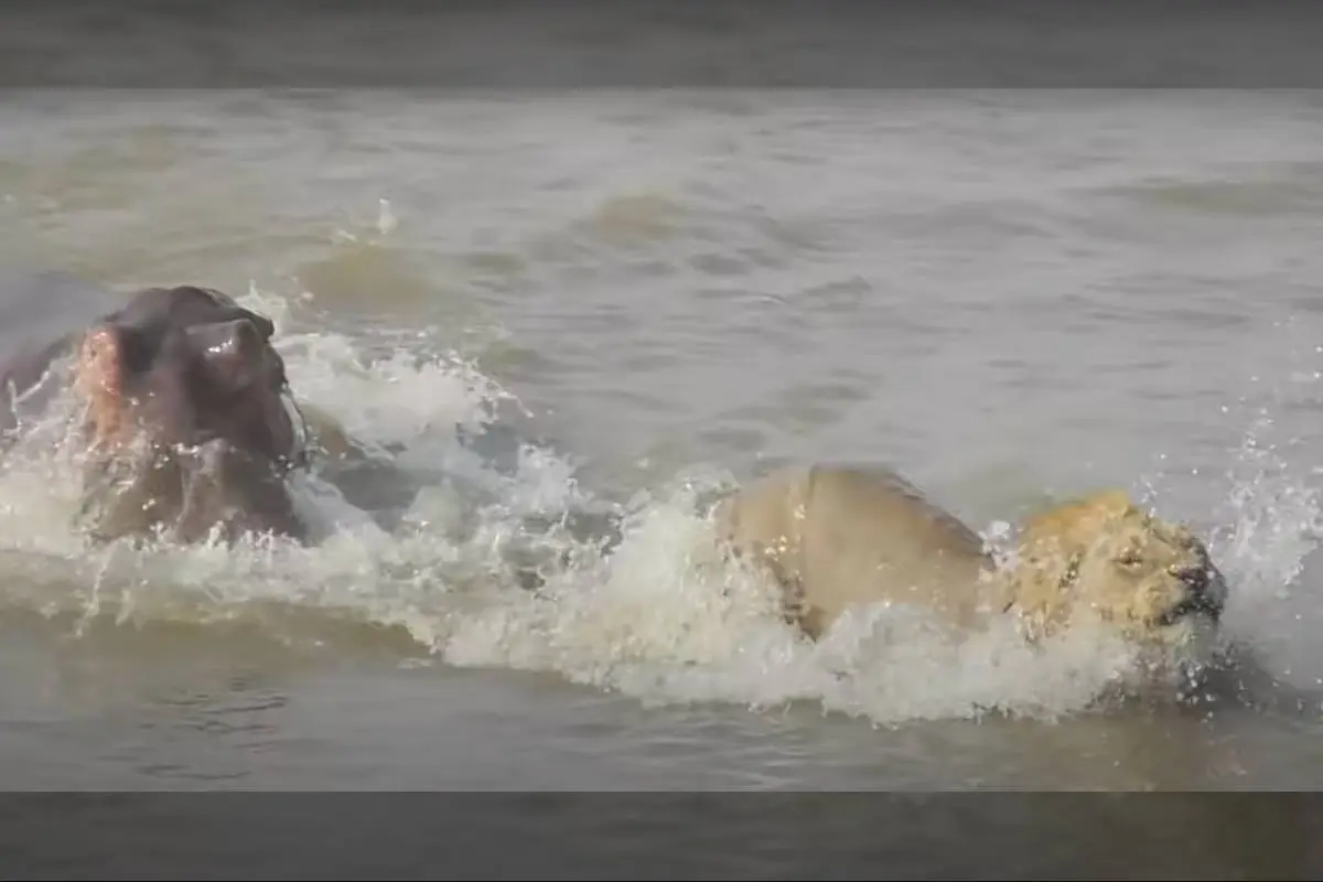 Best Selling Products hippo-chases-lion ‘Don’t Kill My Lion’: Territorial Hippo Chases Lion Throughout River Blog  