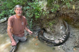 mammoth tusk Mississippi