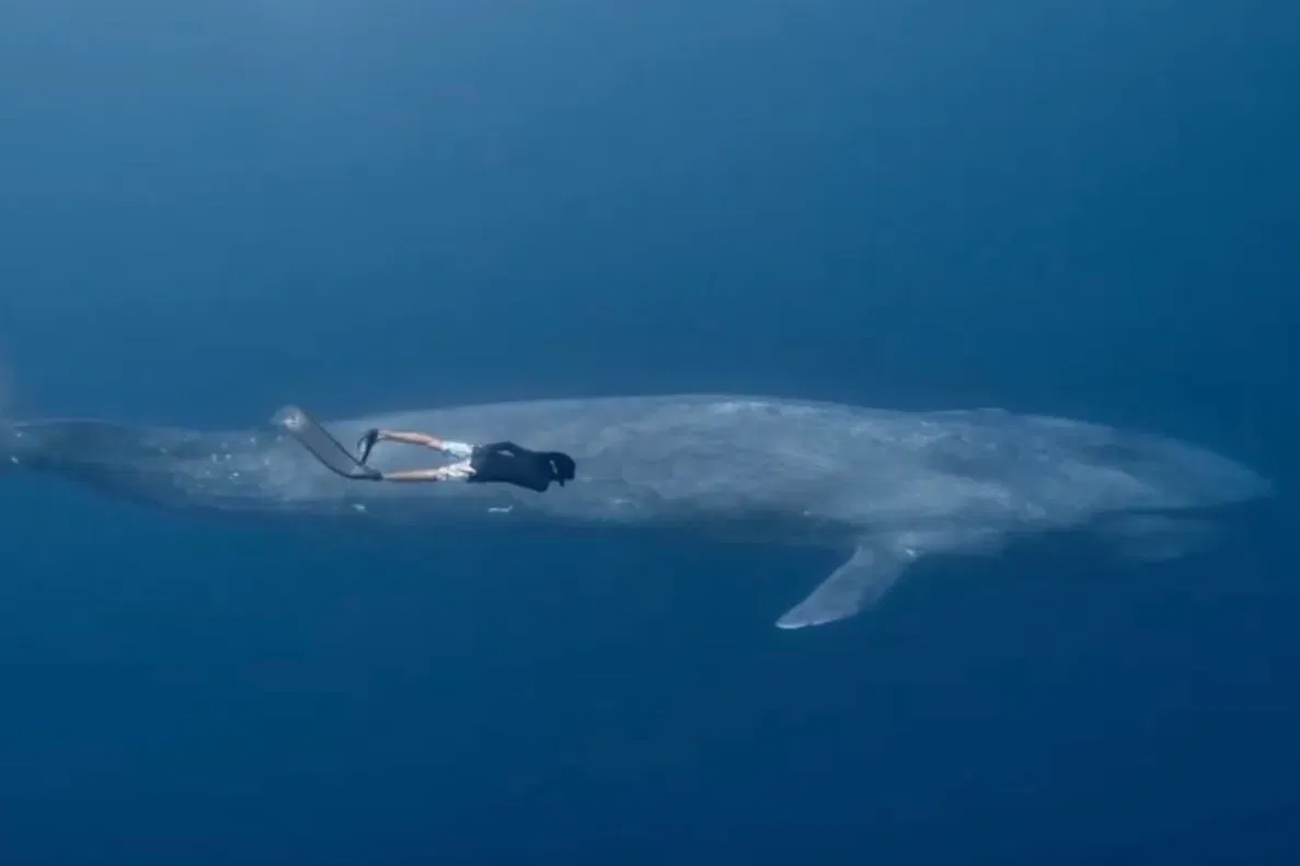 Best Selling Products man-swimming-with-blue-whale WATCH: Man Swimming With Blue Whale Appears Virtually TOO Unimaginable Blog  