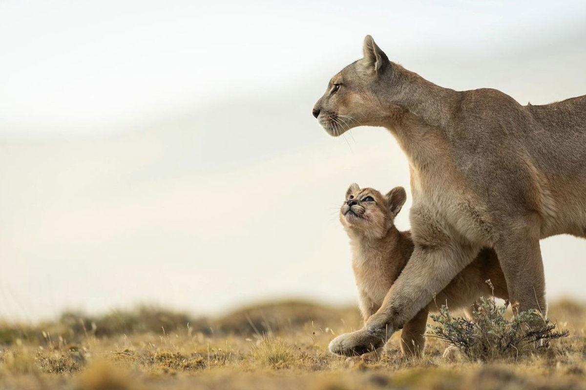 Best Selling Products mountain-lion-mother-and-cub-portrait Portraits of a Mountain Lion Mom and Cub Will Take Your Breath Away Blog  