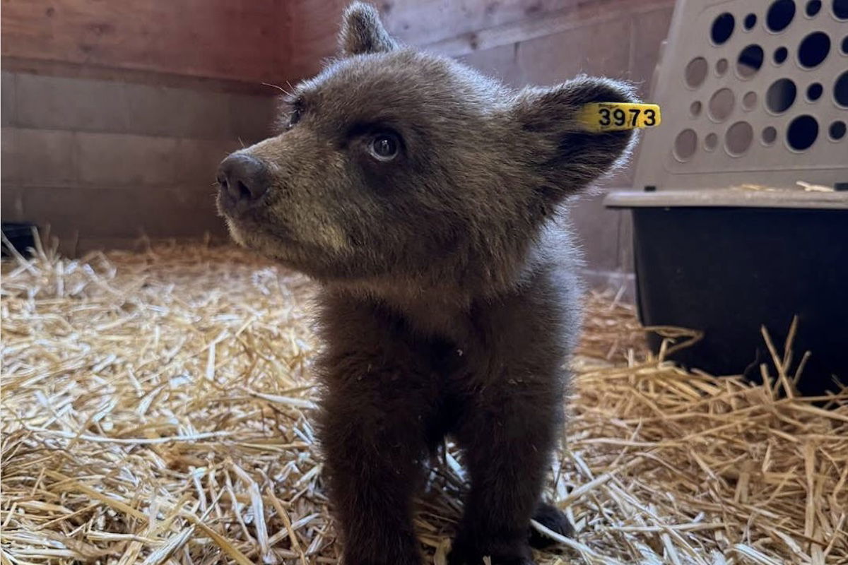 Best Selling Products orphaned-black-bear-cub Meet an Orphaned Black Bear Cub Rescued From Yosemite Blog  