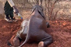 orphaned elephants get spa day