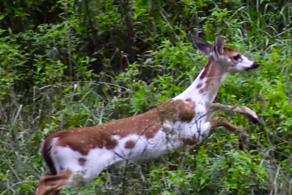 Best Selling Products rare-piebald-deer Uncommon Piebald Deer Makes Look in South Carolina Blog  