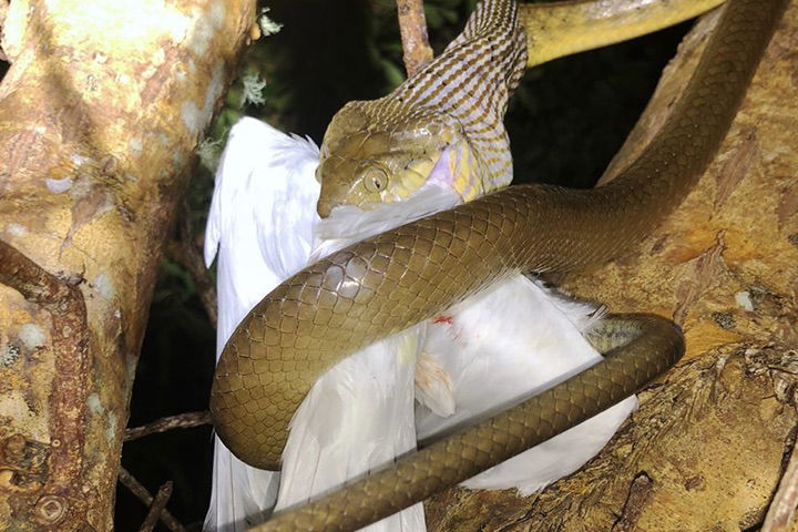 Snake tries its best but just can’t eat giant bird