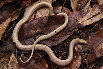 Best Selling Products snake-with-blood-red-eyes-2 Scientists Discover Demon Snake With ‘Blood-Crimson’ Eyes in China Blog  