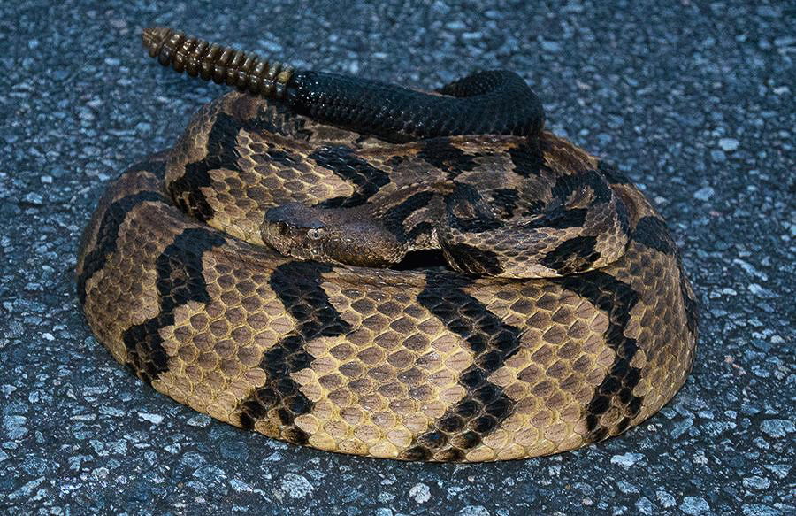 Best Selling Products timber-rattlesnake-man-in-coma Man Tries to Assist Uncommon Timber Rattlesnake, Results in a Coma Blog  