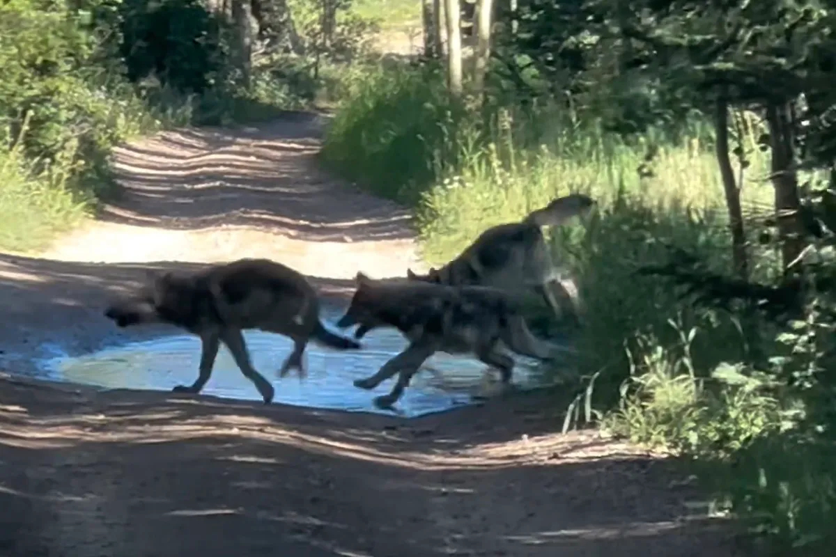 Best Selling Products wolf-cubs-in-colorado New Wolf Cubs Filmed in Colorado After Species’ Reintroduction Blog  