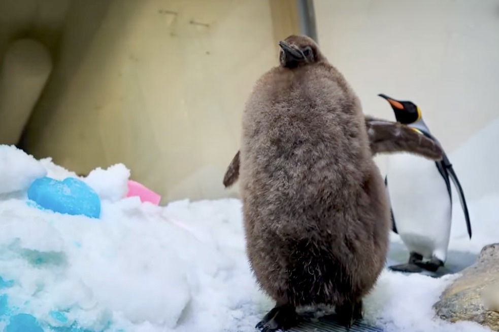 Pesto the plump king penguin chick