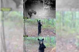 two-legged bear trail cam