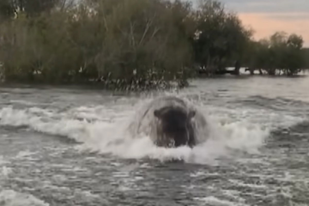 angry hippo chasing boat