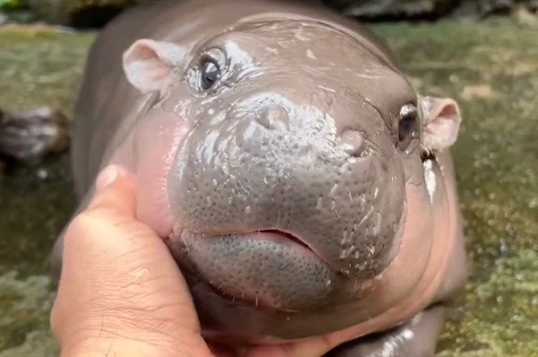 baby pygmy hippo Moo Deng