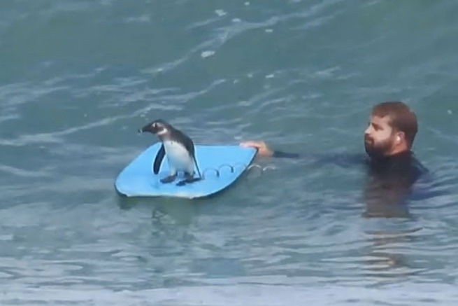 bodyboarding penguin south africa