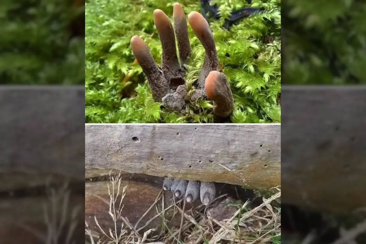 dead man's fingers mushrooms