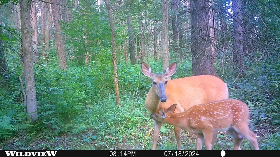 Best Selling Products doe-and-fawn-2 Path Cam Captures Tender Second within the Woods of New York State Blog  