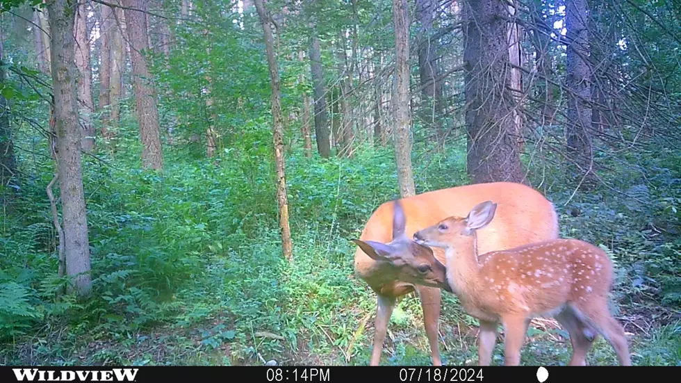 Best Selling Products doe-and-fawn-3 Path Cam Captures Tender Second within the Woods of New York State Blog  