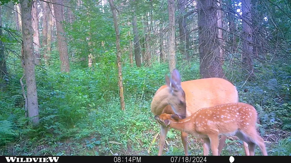 Best Selling Products doe-and-fawn-5 Path Cam Captures Tender Second within the Woods of New York State Blog  