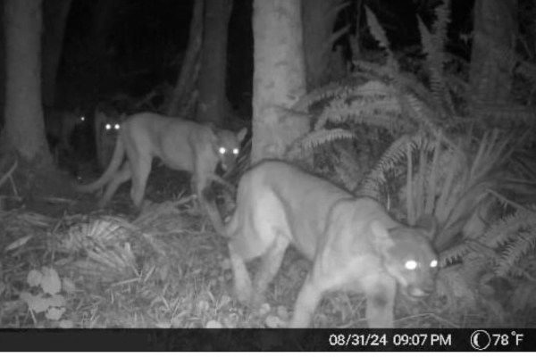 florida panther family