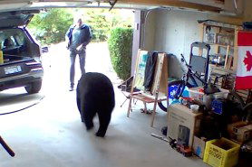 man handles black bear encounter well in garage