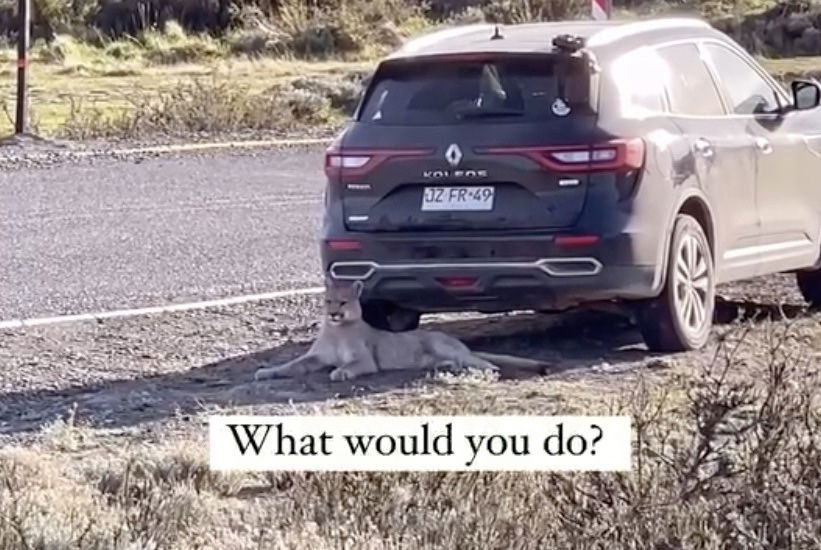 mountain lion by hiker's car