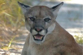 photographer rare florida panther