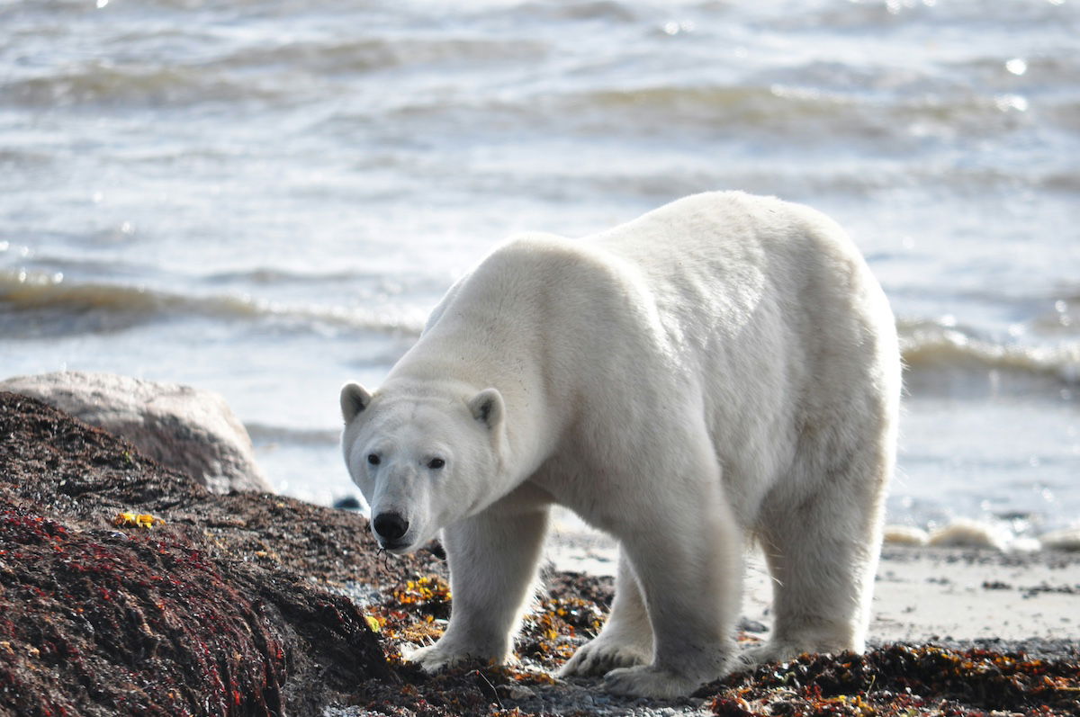 police shot polar bear iceland